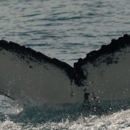 Fluke of ESPHW-MBS#0775