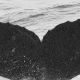 Fluke of CRC-11883