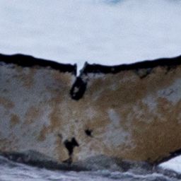 Fluke of AHWC-0721