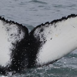 Fluke of Vökuró