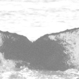 Fluke of Silky