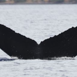 Fluke of HW-MN0441149