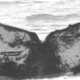 Fluke of HW-MN0441155