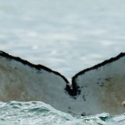Fluke of CRC-21194