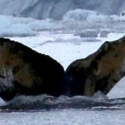 Fluke of AHWC-6513