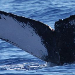 Fluke of HW-MN0441169