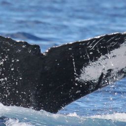 Fluke of HW-MN0441179
