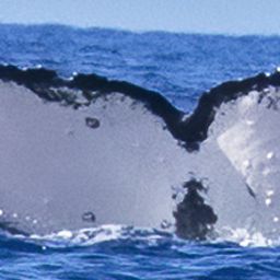 Fluke of HW-MN0441181