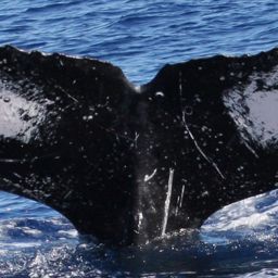 Fluke of HW-MN0441182