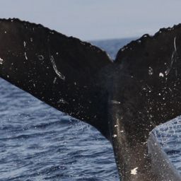 Fluke of HW-MN0441202