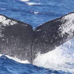 Fluke of HW-MN0441231
