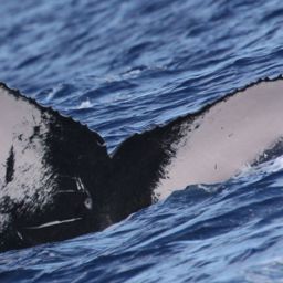 Fluke of HW-MN0441232