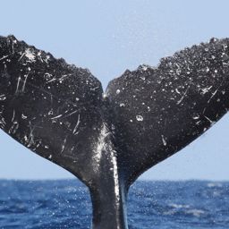 Fluke of HW-MN0441233