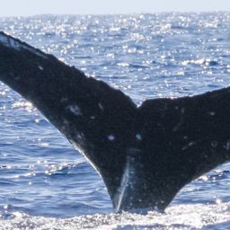 Fluke of HW-MN0441234
