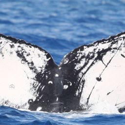 Fluke of HW-MN0441239