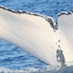 Fluke of HW-MN0441246
