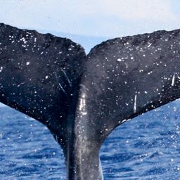 Fluke of HW-MN0441247