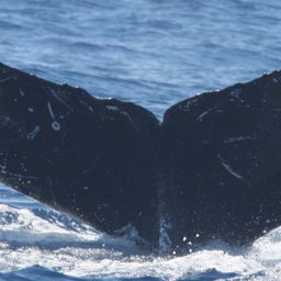 Fluke of HW-MN0441250