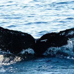 Fluke of HW-MN0441255
