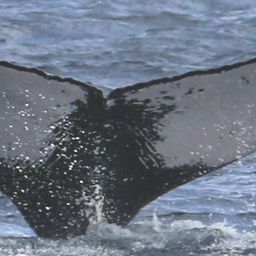 Fluke of HW-MN0441261