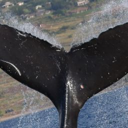 Fluke of GWAK-P107