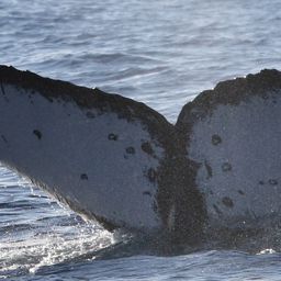 Fluke of HW-MN0441269