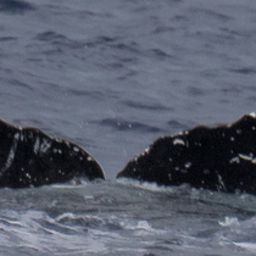 Fluke of HW-MN0441274
