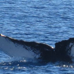 Fluke of HW-MN0441276