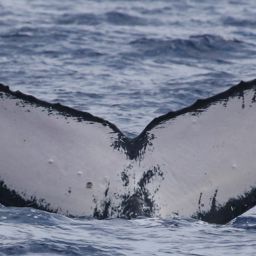 Fluke of HW-MN0441279