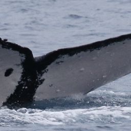 Fluke of HW-MN0441286
