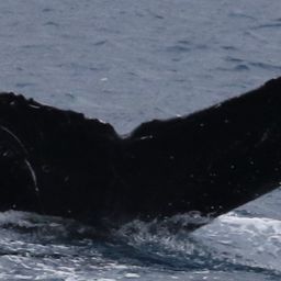 Fluke of HW-MN0441287
