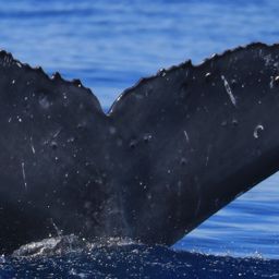 Fluke of HW-MN0441289