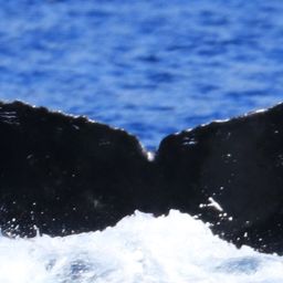 Fluke of HW-MN0441290
