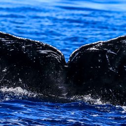Fluke of HW-MN0441291