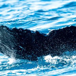 Fluke of HW-MN0441292