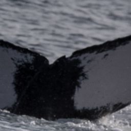 Fluke of HW-MN0441296