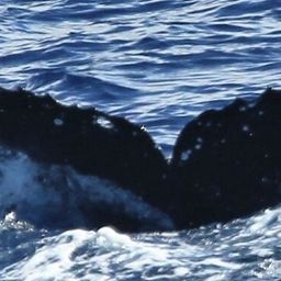 Fluke of HW-MN0441298