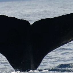 Fluke of HW-MN0441301