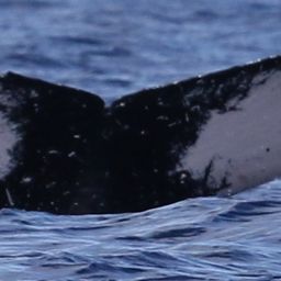 Fluke of HW-MN0441303