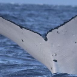 Fluke of Arc