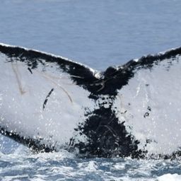 Fluke of HW-MN0441307