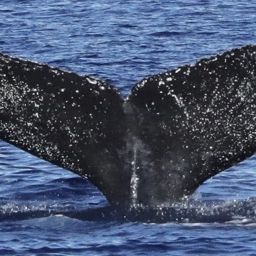 Fluke of HW-MN0441309