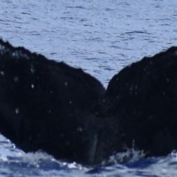 Fluke of HW-MN0441310