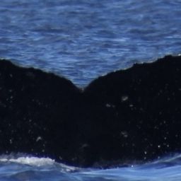 Fluke of HW-MN0441312