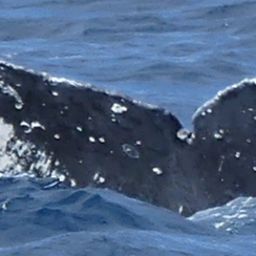 Fluke of HW-MN0441314