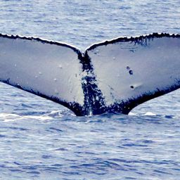 Fluke of HW-MN0441317