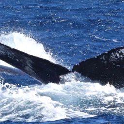 Fluke of HW-MN0441319