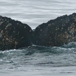 Fluke of BTBEL-Mn_02_088