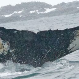 Fluke of BTBEL-Mn_02_114