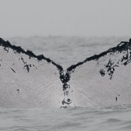 Fluke of BTBEL-Mn_1c_024